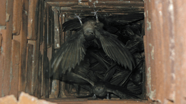 bats in chimney